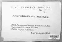 Cerioporus leptocephalus image